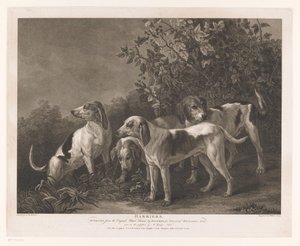 Vier Jagdhunde