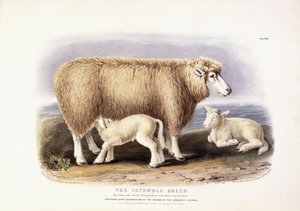 Die Cotswold-Rasse, Mutterschaf, 8 Jahre alt, 1840-1842 von William Shiels