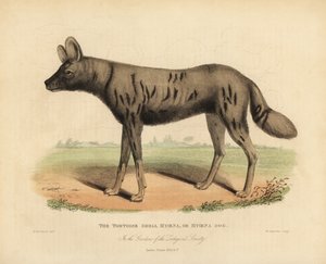 Afrikanischer Wildhund, Lycaon pictus von William Smellie
