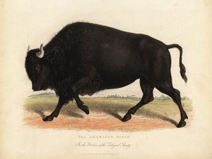 Amerikanischer Bison oder Büffel, Bison bison