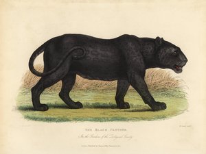 Schwarzer Panther, Panthera pardus oder Panthera onca