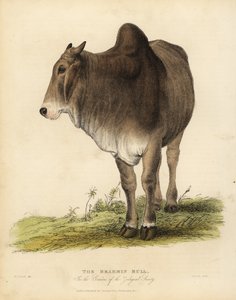 Brahma-Rinderrasse, Bos taurus indicus