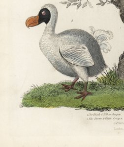 Dodo, Raphus cucullatus, ausgestorbener flugunfähiger Vogel