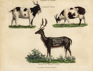 Hausziegen und Damhirsche von William Smellie