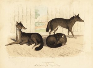 Goldschakal, Canis aureus von William Smellie