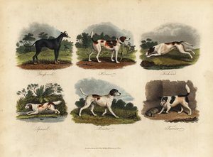 Windhund, Harrier, Foxhound, Spaniel, Pointer, Terrier