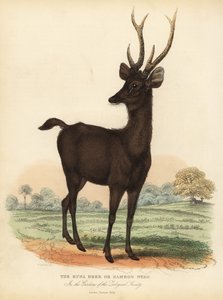 Javanischer Rusa oder Sunda-Sambar-Hirsch, Rusa timorensis. Gefährdet.