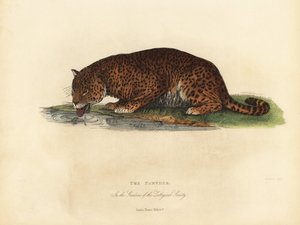 Panther, Panthera pardus oder Panthera onca von William Smellie
