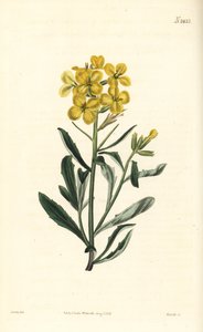 Duftende Mauerblume, Erysimum odoratum