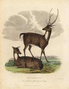 Sumpfhirsch oder Barasingha, Rucervus duvaucelii
