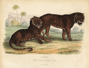 Tiger, Panthera tigris, gefährdet