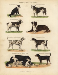 Nützliche Haushunde, Canis lupus familiaris
