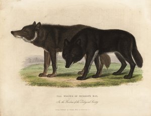 Wölfe der Hudson Bay, Canis lupus von William Smellie