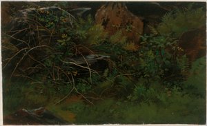 Studie aus der Natur von William Stanley Haseltine