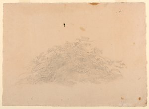 Studie von Laub von William Stanley Haseltine