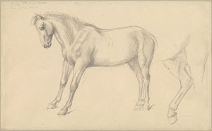 Studien eines Ponys von William Strutt