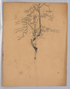 Studie von Laubwerk von William Trost Richards