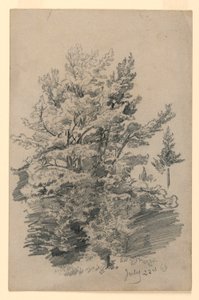 Studie von Laub
