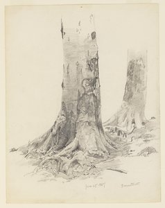 Baumstämme, Darmstadt von William Trost Richards