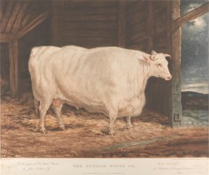 Der Durham Weiße Ochse / Von der verbesserten Tees-Wasser-Rasse, / von John Nesham, Esqr. / Gezüchtet und gefüttert / von Houghton le Spring, Durham