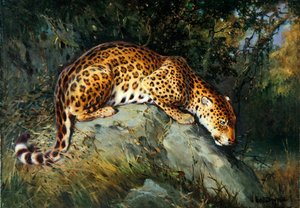 Ein Leopard, der auf einem Felsen kauert