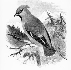Der Seidenschwanz, Illustration aus 