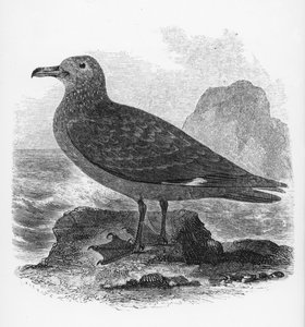 Die Skua, Illustration aus 