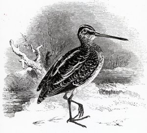 Die Bekassine, Illustration aus 
