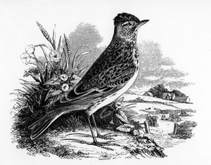 Die Feldlerche, Illustration aus 