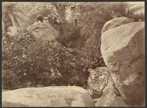 Tiger auf Felsen von Willoughby Wallace Hooper