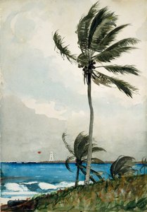Palme, Nassau, 1898 von Winslow Homer