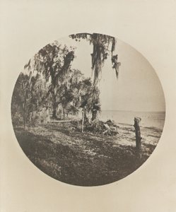 Palmen- und Strandszene, Küste von Florida, ca. 1904 von Winslow Homer