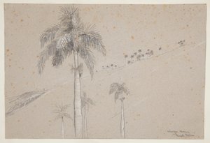 Königspalme, Kuba von Winslow Homer