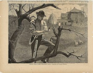 Frühlingsfeldarbeit – Pfropfen