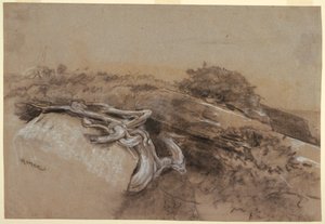 Studie von Baumwurzeln, Prout