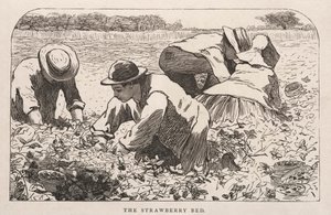 Das Erdbeerbeet, 1868 von Winslow Homer
