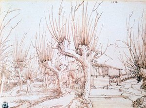 Weidenplantage