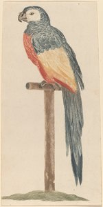 Papagei, 1680er-1690er Jahre