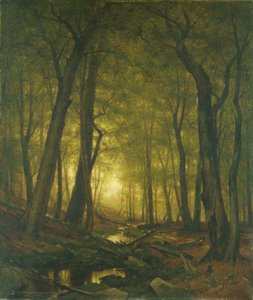 Abend im Wald