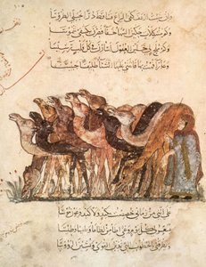 Kamelherde, aus Al Maqamat (Die Versammlungen) von Al Hariri, ca. 1240 von Yahya ibn Mahmud Al Wasiti
