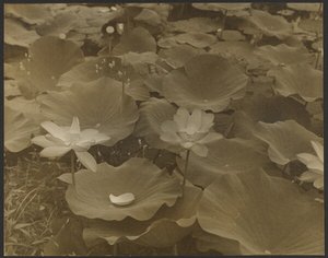 Lotus von Yasuo Kuniyoshi