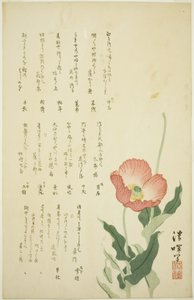Zwei Mohnblumen von Yokoyama Seiki