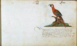 Papagei von Zacharias Wagner