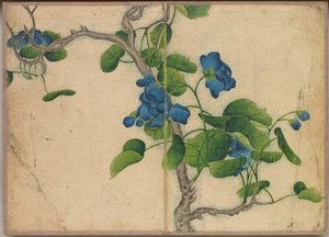 Schreibtischalbum: Blumen- und Vogelmalereien (Kletternde blaue Blumen) von Zhang Ruoai