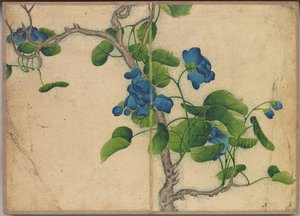 Schreibtischalbum: Blumen- und Vogelmalereien Kletternde blaue Blumen, 18. Jahrhundert
