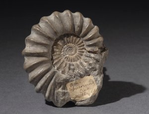 Ammonitenfossil, etwa 185 Millionen Jahre alt (Foto)