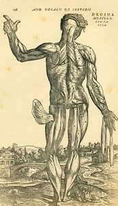 Rückseite des männlichen menschlichen Körpers, eine anatomische Studie, ursprünglich veröffentlicht in De Humani Corporis Fabrica Libri Septem (über den Aufbau des menschlichen Körpers in sieben Büchern) von Andreas Vesalius, veröffentlicht in Basel