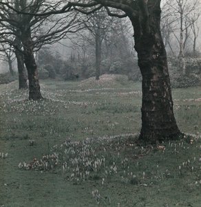 Krokus von Frederick (attr. to) Barnard