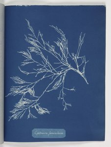Cystoseira foeniculacea von Frederick (attr. to) Barnard
