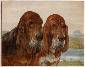 Hunde von Saint Hubert oder Bloodhound von . .